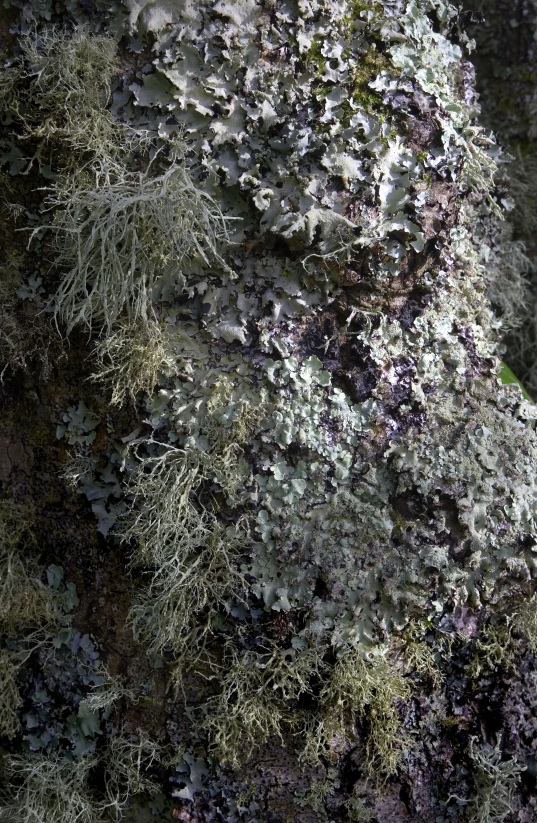 Lichen-covered_tree,_Tresco.jpg